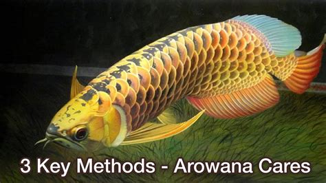 Arowana Fish Care Guide .